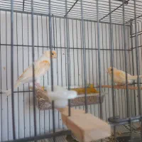 جفت موزایکی|پرنده|نوشین شهر, |دیوار