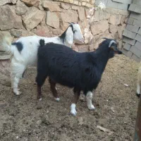 بز و بزغاله