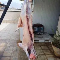 بهترین و کاملترین مجموعه گوسفند زنده گوشت قرمز|حیوانات مزرعه|تهران, فرمانیه|دیوار