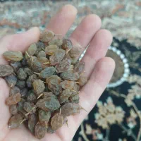 سایه خشک|خوردنی و آشامیدنی|ملایر, |دیوار