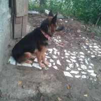 فروش یه قلاده سگ ژرمن ماده