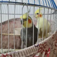 ۲ جفت عروس هلندی