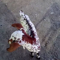 کهره نر
