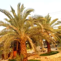 استخدام نیروی کار و نگهبانی در باغ