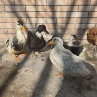 ۵ تا اردک نر و ماده