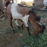 چپشت پاکستانی