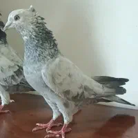 کبوترپرشتی عالی دهن جوردوجفت