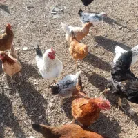 مرغ و بوقلمون|حیوانات مزرعه|قزوین, |دیوار