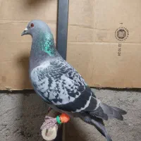 ماده پلاکی جان اردن|پرنده|قزوین, |دیوار