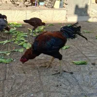 مرغ و خروس لاری