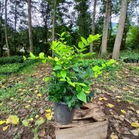 یاس هلندی سطل 10 هرس شده پر پر ریش پرس