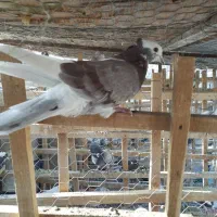 کبوتر ابلغ کاکلی زوردار|پرنده|کنگاور, |دیوار