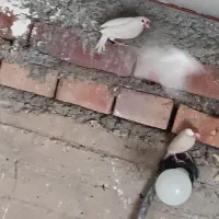 عروس هلندی|پرنده|نهبندان, |دیوار