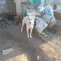 سگ. گوسفندی