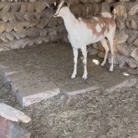 بره و بز|حیوانات مزرعه|فومن, |دیوار