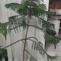 گاج مطبق