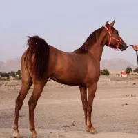 مادیان اصیل کرد