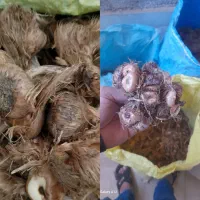 پیاز زعفران