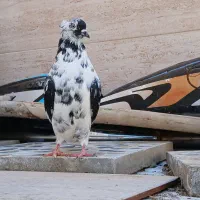 کبوتر اصفهانی و طوقی