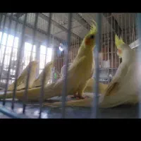 عروس هلندی دستی|پرنده|قم, نخودی|دیوار