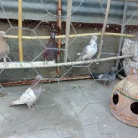 سلام دوستان کفتر روبرا به فروش میرسد