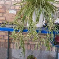 گل گندمی|گل و گیاه طبیعی|مشهد, ایثارگران|دیوار