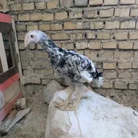 مرغ و جوجه خروس لاری