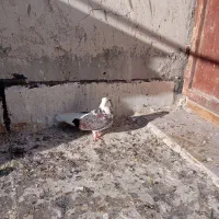 غریب گیری|پرنده|باغستان, |دیوار