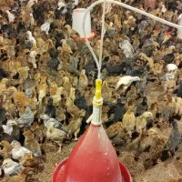 جوجه گلپایگانی|حیوانات مزرعه|ممقان, |دیوار