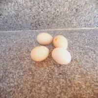 فروش تخم نطفه دار کوشین چهلتاج