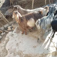 بز جوان آبستن سه ماهه