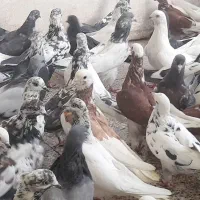 کبوتر تهرانی اصفهانی طوقی