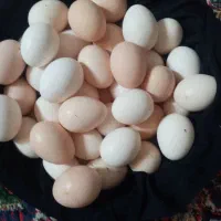 تخم مرغ محلی نطفه دار