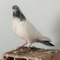 کفتر پرشی|پرنده|علیآباد کتول, |دیوار