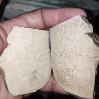 فسیل سنجاقک