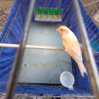 قناری|پرنده|تهران, میدان میوه و تره‌بار مرکزی|دیوار