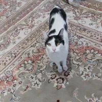 گربه رایگان