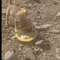 توله سگ نر|سگ|مشهد, خین عرب|دیوار