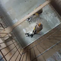 سهره کرمونی جوجه سال