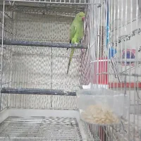 پرنده سرای پرطلایی پرند|پرنده|پرند, فاز ۲|دیوار