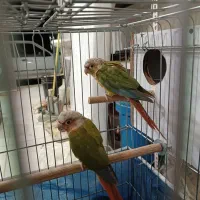 جفت گرینچیک