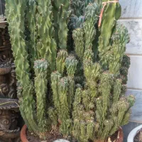 کاکتوس کلکسیونی صخره‌ای نادر