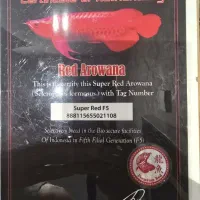 آروانا سوپر رد اندونزی f5