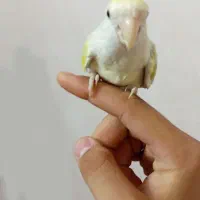 کوتوله برزیلی، اهلی و عادتی