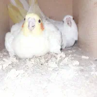 عروس هلندی با ۳ تا تخم