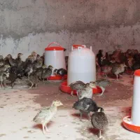 فروش انواع نژاد های قرقاول در انواع سنین|کلکسیون و سرگرمی|چمستان, |دیوار