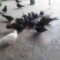 آبادانی