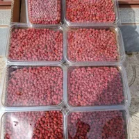 زرشک تازه شاخه خوله دانه امشب بیرجند 1405