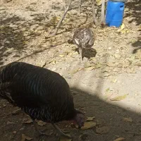 بوقله نر و ماده هفت ماهه واکسن زده|حیوانات مزرعه|یاسوج, |دیوار