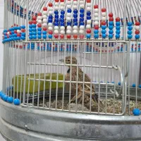 سره خاکی|پرنده|اردبیل, |دیوار